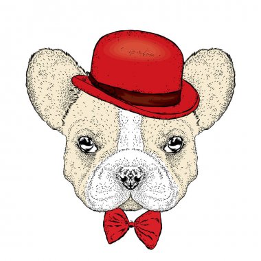 Komik bulldog bir şapka ve bir kelebek. Vektör çizim. Güzel köpek.