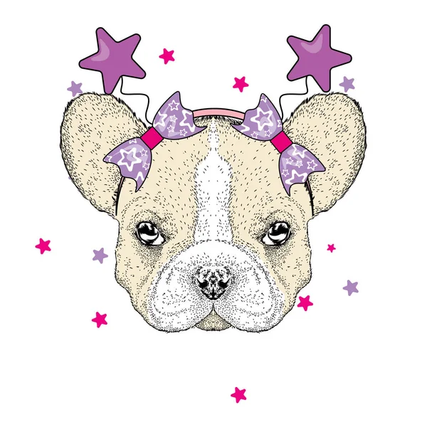 Lindo bulldog en el borde festivo con las estrellas. Ilustración vectorial para una postal o un póster. Cachorro de pura raza. Hermoso perro . — Vector de stock