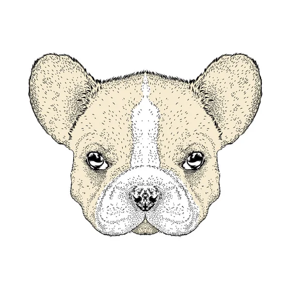 Fransk Bulldog. Vektorillustration. Vykort eller affisch skriva ut på kläder. — Stock vektor