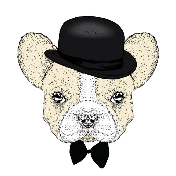 Komik bulldog bir şapka ve bir kelebek. Vektör çizim. Güzel köpek.