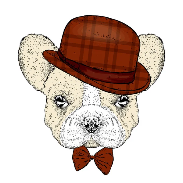 Komik bulldog bir şapka ve bir kelebek. Vektör çizim. Güzel köpek.