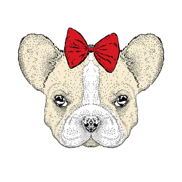 Bulldog francés en los arcos. Lindo cachorro. Ilustración vectorial de una tarjeta o póster . — Vector de stock