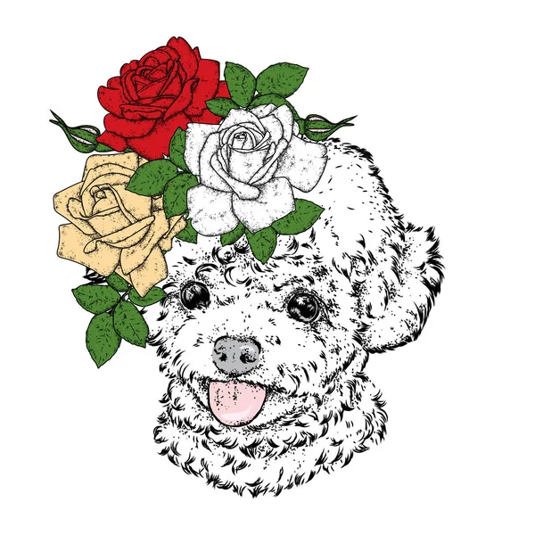 Mignon caniche dans une couronne de roses. Illustration vectorielle. Mode & Style. Chiot de race pure et fleurs. Beau chien . — Image vectorielle