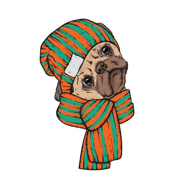 Ein schöner Hund mit Schal und Hut. Vektorillustration. Winterbekleidung und Accessoires. reinrassige Welpen. Mops. — Stockvektor