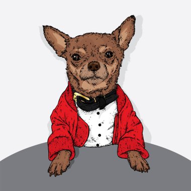 Bir ceket ve a yaka şık köpek yavrusu. Bir safkan köpek giysi ve aksesuarları. Moda ve stil. Komik Chihuahua.