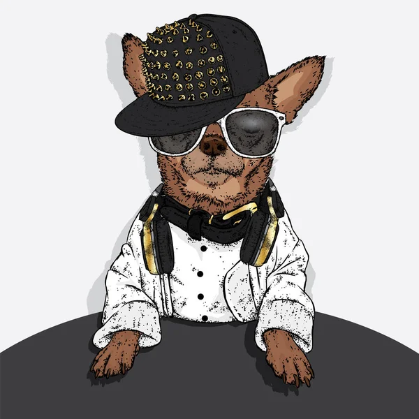 Bir şapka, gözlük ve kulaklık şık köpek yavrusu. Bir safkan köpek giysi ve aksesuarları. Moda ve stil. Komik Chihua.