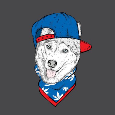 Bir kap ve gözlük bir köpek. Kenevir, uyuşturucu ve buzz. Husky. Safkan köpek giysi ve aksesuarlar. Güzel bir kostüm.