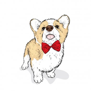 Yakışıklı yavru bir kravat. Bir safkan köpek giysi ve aksesuarları. Corgi. Vektör çizim.