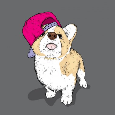 Bir kap içinde yakışıklı köpek yavrusu. Bir safkan köpek giysi ve aksesuarları. Corgi. Vektör çizim.