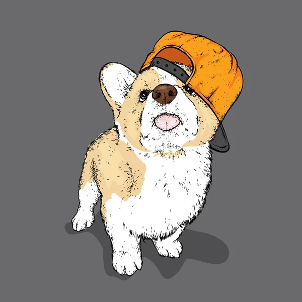 Knappe Pup Een Cap Een Rashond Kleding Accessoires Corgi Vectorillustratie — Stockvector