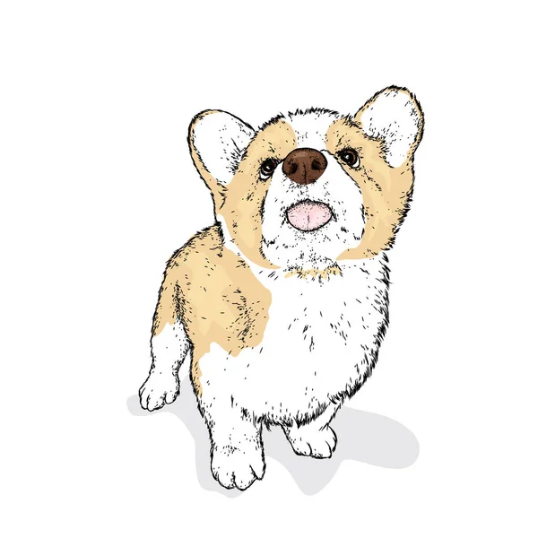 Handsome Puppy Pedigree Dog Clothes Accessories Corgi Vector Illustration — Stock Vector