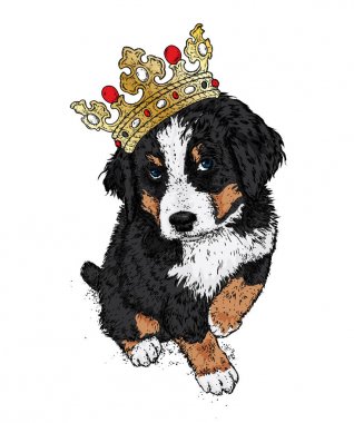 Taç güzel köpek. Bernese zenenhund. Safkan köpek giysi ve aksesuarlar. Vektör çizim bir kartpostal veya poster, kıyafet, yazdırma için kapakları, kapak ya da çanta.