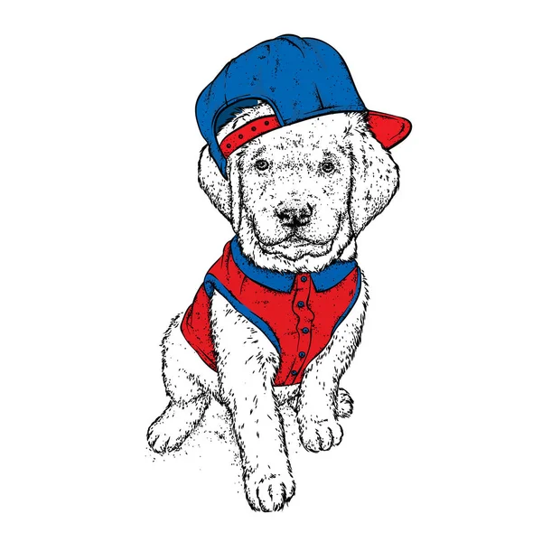 Puppy Cap Shirt Vector Illustration Postcard Poster Print Clothes Cute — Stock Vector