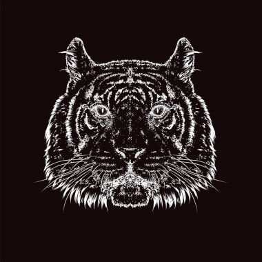 Güzel kaplan. Vektör çizim. Vahşi hayvan, predator.