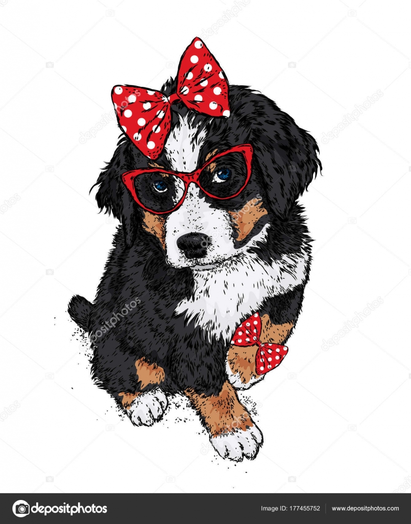 puppy clothes and accessories
