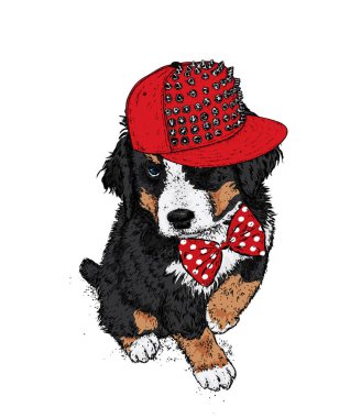 Güzel köpek bir şık şapka ve kravat. Vektör çizim. Safkan köpek boyalı. Hippi. Giysi ve aksesuarları.