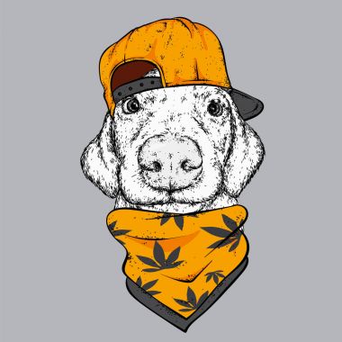 Bir kap ve gözlük bir köpek. Kenevir, uyuşturucu ve buzz. . Safkan köpek giysi ve aksesuarlar. Güzel bir kostüm.