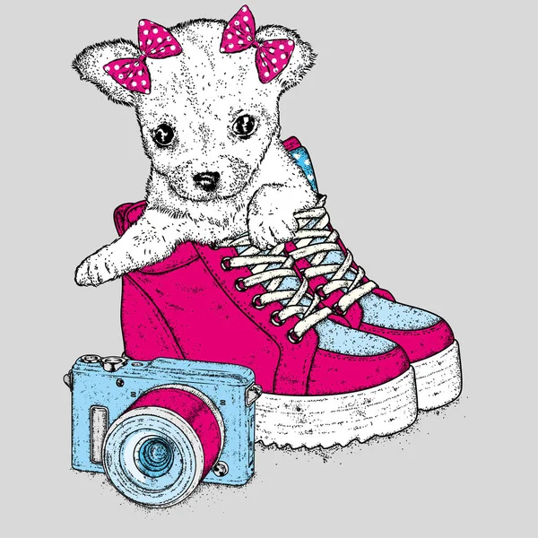 美しい靴 カメラ かわいい子犬 チワワを繁殖させます ベクトル図 — ストックベクタ