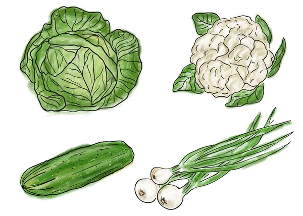 Tipos de verduras frescas — Vector de stock