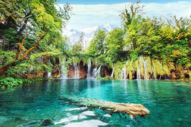 Ulusal Park Plitvice Hırvatistan 'da gölde yüzen balıkların fotoğrafı.