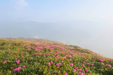 Rododendronlar dağlarda güzel bir yerde çiçek açarlar. Sis ve alçak bulutlar. Güneşli bir yaz gününde dağlarda çiçek açan rhododendronlar. Dramatik sıradışı sahne. Karpatlar, Ukrayna.