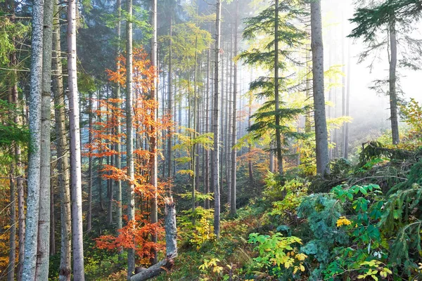 Hermosa Mañana Nublado Bosque Otoñal Con Majestuosos Árboles Colores —  Fotos de Stock