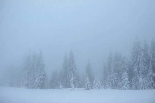 Bosque Invierno Congelado Niebla Pino Naturaleza Cubierto Nieve Fresca Cárpatos — Foto de Stock