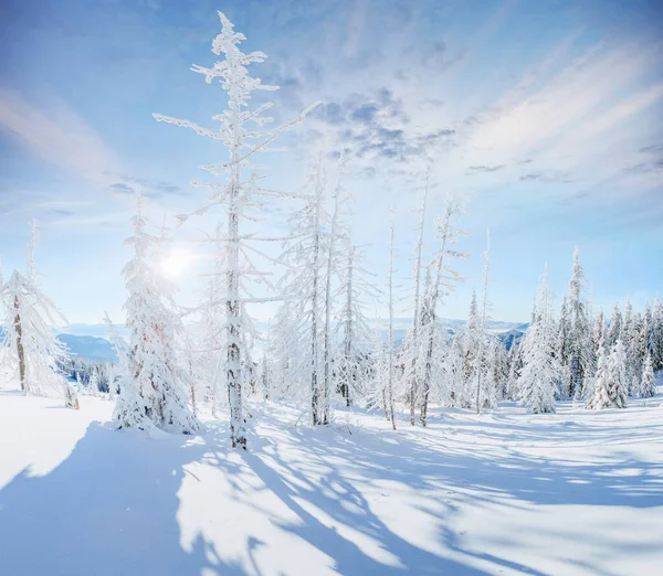 Kış Ormanda Süt Uzay Yolu Dramatik Güzel Sahne Tatil Beklentisiyle — Stok fotoğraf