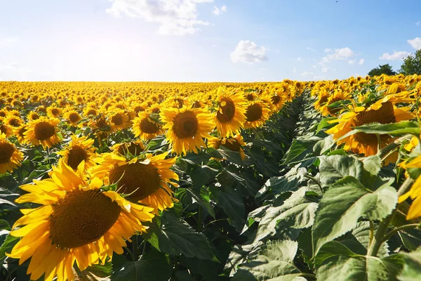 Sonnenblumenfeld Über Wolkenlosem Blauem Himmel Und Strahlender Sonne — Stockfoto