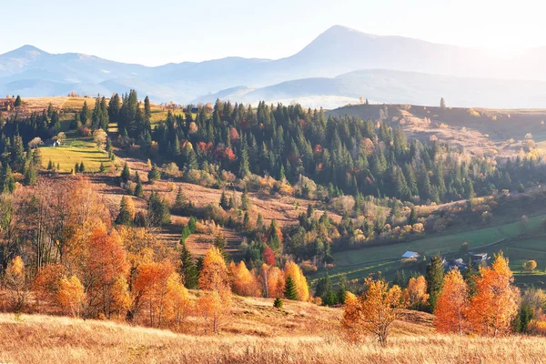 在阳光明媚的下午 秋天是白桦林的季节 秋天的风景 喀尔巴阡山 乌克兰 发现美丽的世界 — 图库照片