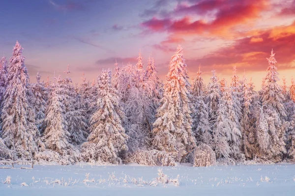 Magischen Winter Schneebedeckten Baum Winterlandschaft — Stockfoto