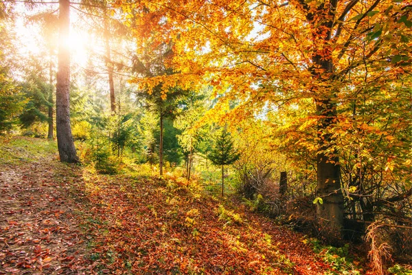 Gouden Ochtendzon Stralen Groen Gras Herfst Achtergrond Van Prachtige Natuur — Stockfoto