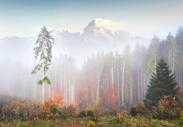 Mattina Nebbia Striscia Con Scarti Sopra Foresta Montagna Autunno Coperto — Foto Stock