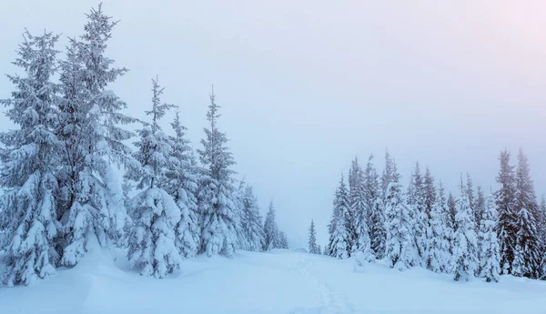 Geheimnisvolle Winterlandschaft Majestätische Berge Winter Magischen Winter Schneebedeckten Baum Dramatische — Stockfoto