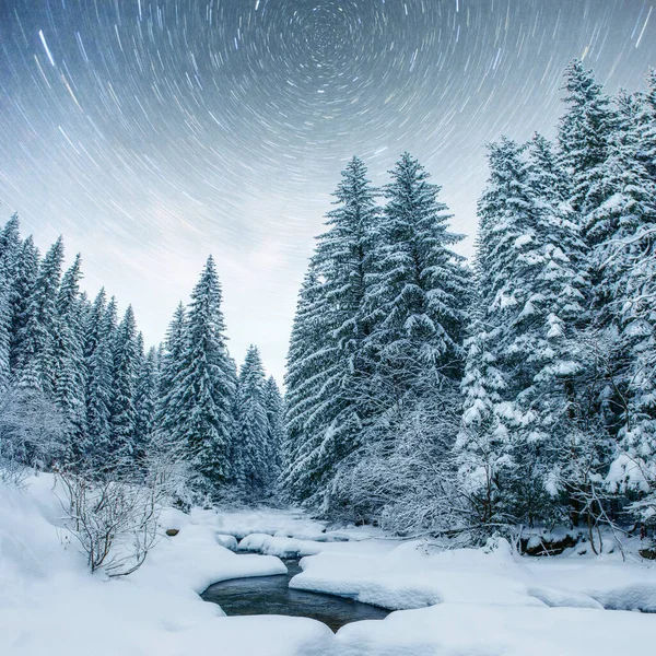冬の森での乳製品のスター トレック 劇的で 美しいシーンです 休日を見越して カルパティア ウクライナ ヨーロッパ — ストック写真