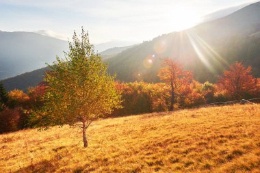 Yayla bitki örtüsü mütevazı yaz ve sonbahar soğuk hava önce alışılmadık derecede güzel renkler kütükler. Yaban mersini parlak kırmızı, iğne yapraklı orman yeşil, turuncu buk-dağlar sinie-fantastik çekicilik.