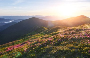 Rododendronlar dağlarda güzel bir yerde çiçek açarlar. Güzel gün batımı. Güneşli bir yaz gününde dağlarda çiçek açan rhododendronlar. Dramatik sıradışı sahne. Karpatlar, Ukrayna.