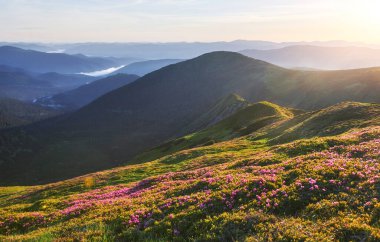 Rododendronlar dağlarda güzel bir yerde çiçek açarlar. Güzel gün batımı. Güneşli bir yaz gününde dağlarda çiçek açan rhododendronlar. Dramatik sıradışı sahne. Karpatlar, Ukrayna.