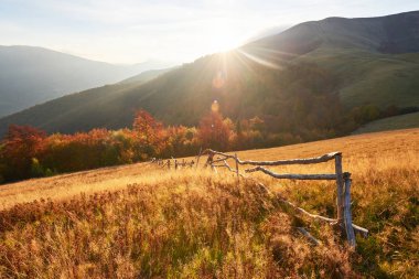 Sonbahar mevsimi boyunca güneşli bir öğleden sonra huş ağacı ormanı. Sonbahar manzarası. Ukrayna.