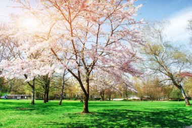 Pembe badem kiraz çiçek yakın çekim. Bahar zaman çiçek arka plan.