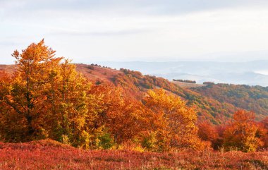 Yayla bitki örtüsü mütevazı yaz ve sonbahar soğuk hava önce alışılmadık derecede güzel renkler kütükler. Yaban mersini parlak kırmızı, iğne yapraklı orman yeşil, turuncu buk-dağlar sinie-fantastik çekicilik.