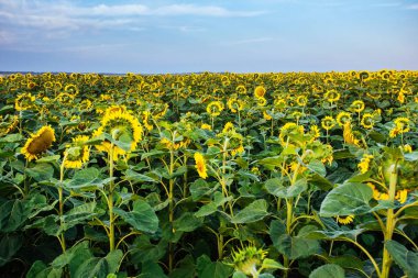 Ayçiçeği bahçesi. Ayçiçeklerinin bol sağlık faydaları vardır. Ayçiçeği yağı deri sağlığını geliştirir ve hücre yenilenmesini teşvik eder.