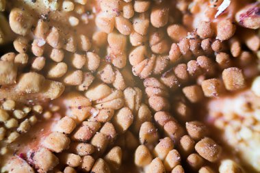 Mikroskobik Dünya. Mikroskop altında kırmızı denizyıldızı