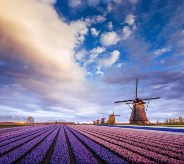 Nergis tarlalarının üzerinde gün batımı. Bulutlarla muhteşem bir olay. Hollanda