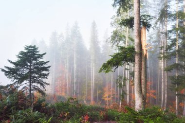 Güzel bir sabah sisli sonbahar ormanında görkemli renkli ağaçlarla.