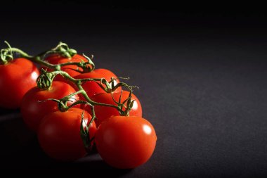 Siyah arkaplanda kırmızı organik domates dalı