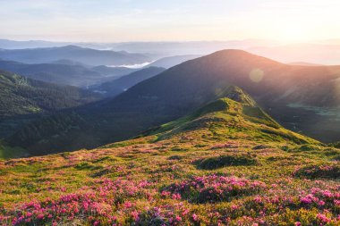 Rododendronlar dağlarda güzel bir yerde çiçek açarlar. Güzel gün batımı. Güneşli bir yaz gününde dağlarda çiçek açan rhododendronlar. Dramatik sıradışı sahne. Karpatlar, Ukrayna.
