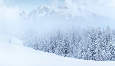 Gizemli kış manzara görkemli dağlar kış. Güzel kalın sis. Sihirli kış kar kaplı ağaç. Fotoğraf kartı. ışık efekti bokeh, yumuşak filtre. Karpat. Ukrayna. Europe