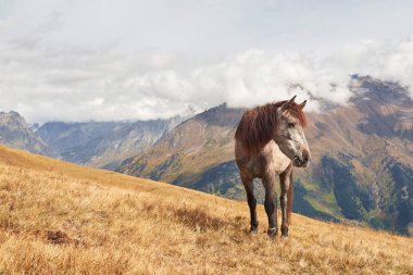 A bay and white colored horse with a long Blonde mane.