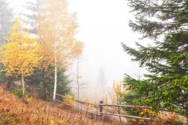 Dağda çitleri olan renkli sonbahar manzarası. Carpathian, Ukrayna, Avrupa. Güzellik dünyası.